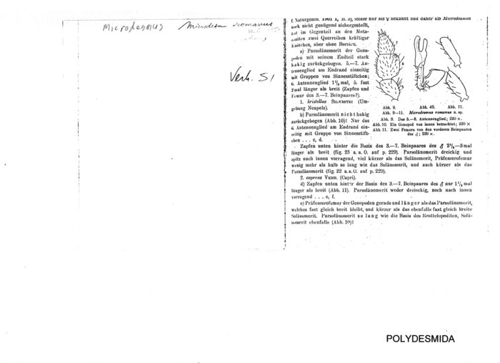 Microdesmus romanus