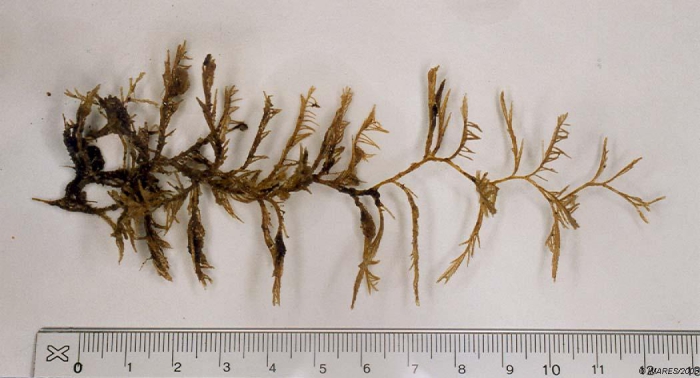 Hydrallmania falcata (Linnaeus, 1758) Hydrallmania falcata (Linnaeus, 1758)