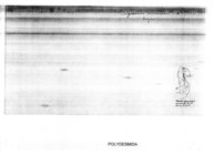 Microrhachis uncinatus