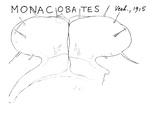 Monacobates marcomannius