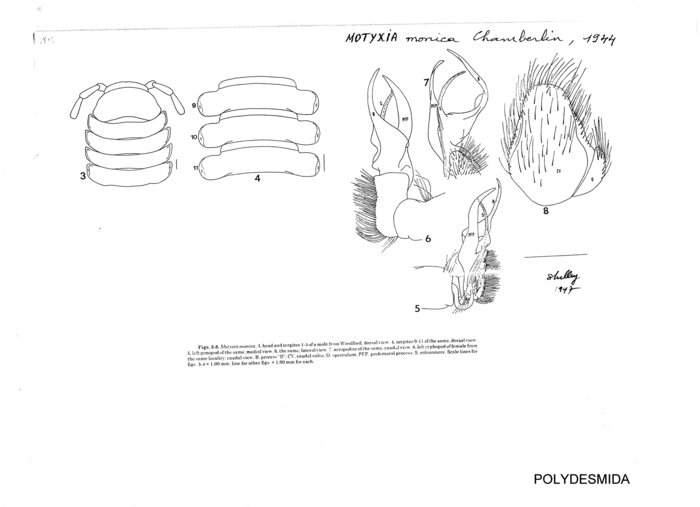 Motyxia monica