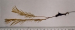 Lytocarpia myriophyllum (Linnaeus, 1758) 