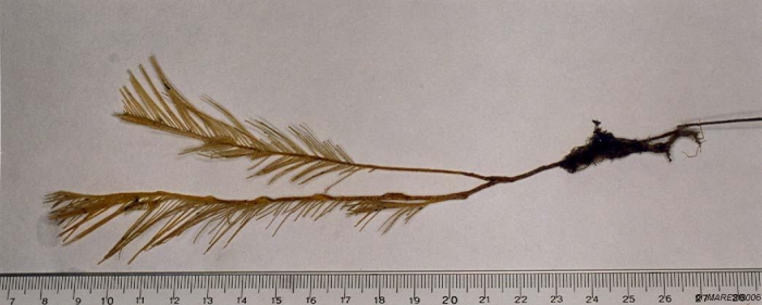 Lytocarpia myriophyllum (Linnaeus, 1758) Lytocarpia myriophyllum (Linnaeus, 1758)
