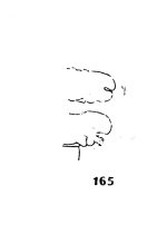 Myrmecodesmus chamberlini