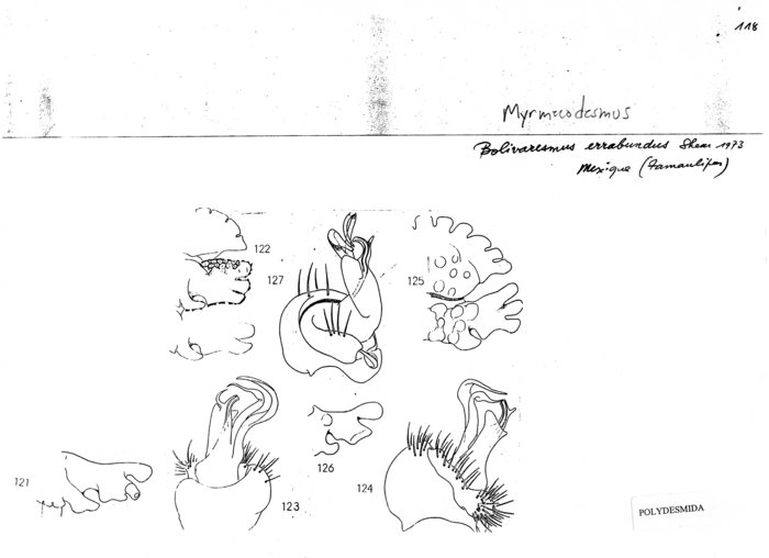 Myrmecodesmus errabundus