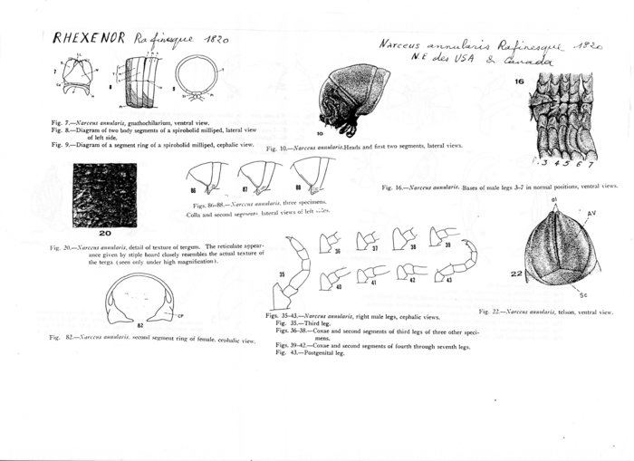 Narceus annularis