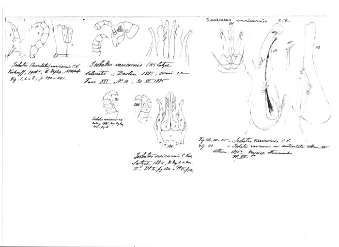 Nemasoma varicorne