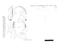Neoatractosoma coineaui