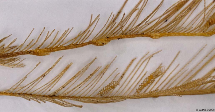 Lytocarpia myriophyllum (Linnaeus, 1758) Lytocarpia myriophyllum (Linnaeus, 1758)