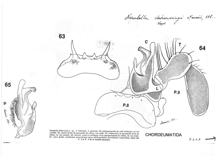 Nepalella deharvengi