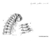 Nepalella pallida