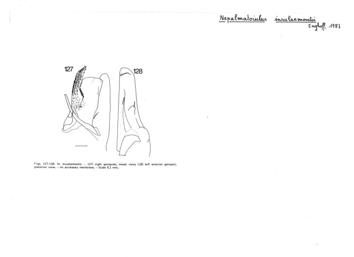 Nepalmatoiulus insulaemontis