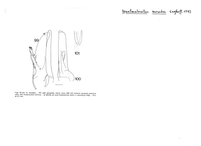 Nepalmatoiulus mesodon