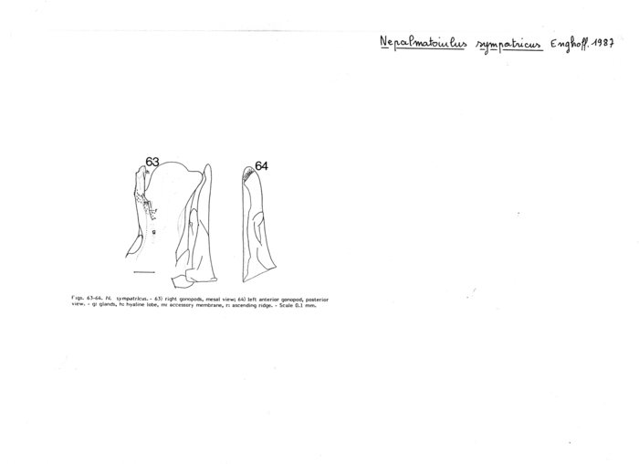 Nepalmatoiulus sympatricus