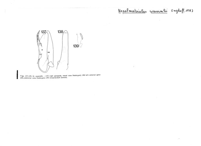 Nepalmatoiulus wuermlii