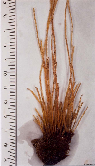 Nemertesia Lamouroux, 1812 Nemertesia Lamouroux, 1812
