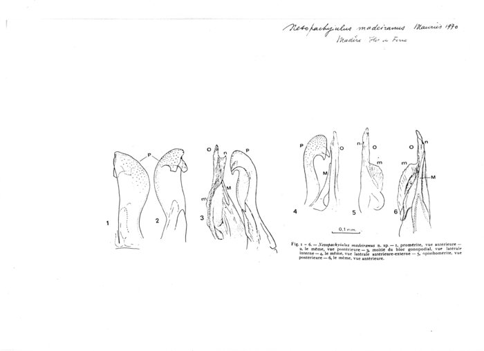Nesopachyiulus madeiranus