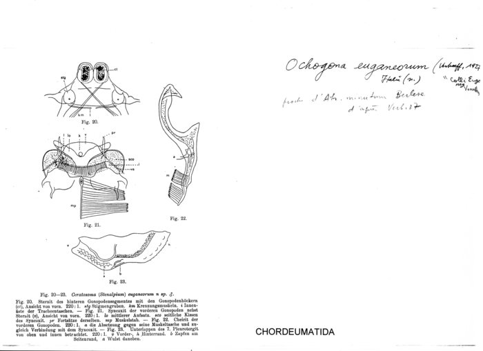 Ochogona euganeorum