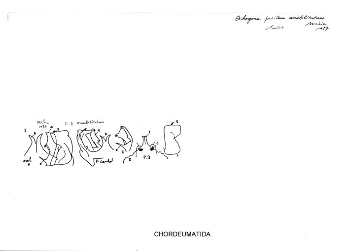 Ochogona pusillum amabilitatum