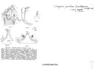 Ochogona pusillum furculigerum