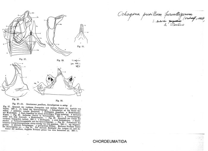 Ochogona pusillum furculigerum