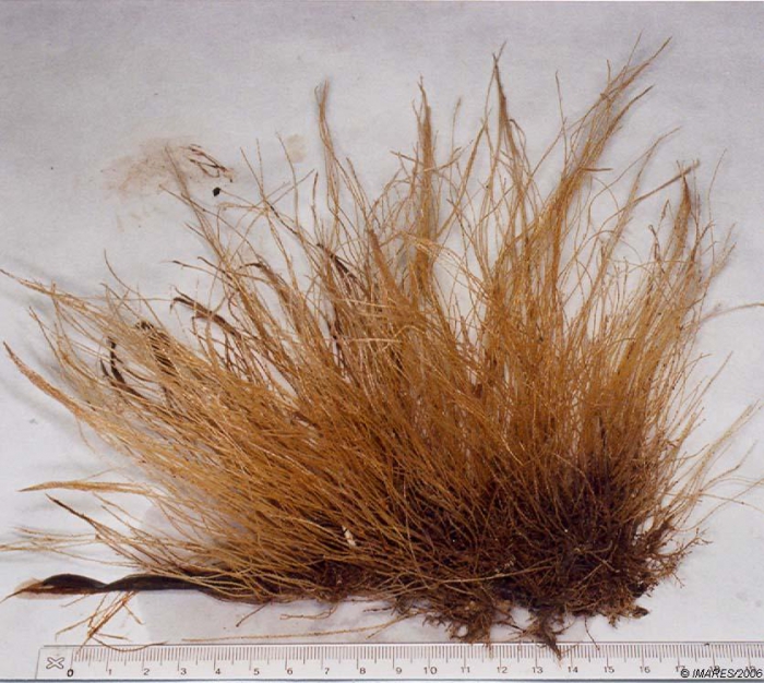 Nemertesia Lamouroux, 1812 Nemertesia Lamouroux, 1812