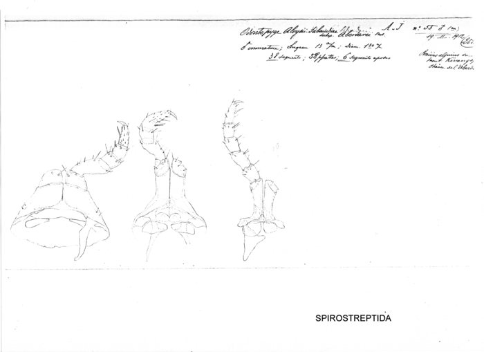 Odontopyge aloysiisabaudiae aberdarei
