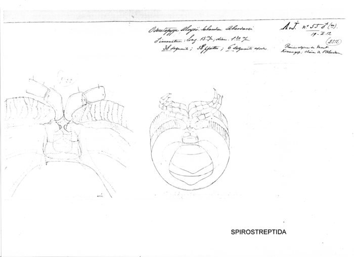 Odontopyge aloysiisabaudiae aberdarei