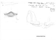 Odontopyge aloysiisabaudiae aberdarei