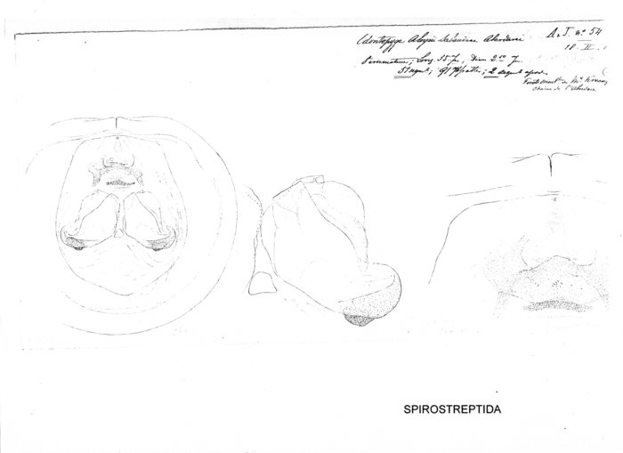 Odontopyge aloysiisabaudiae aberdarei