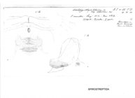 Odontopyge aloysiisabaudiae aberdarei