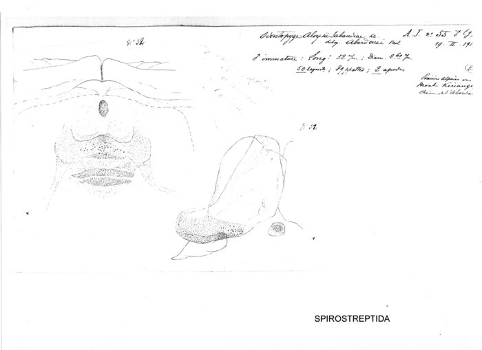 Odontopyge aloysiisabaudiae aberdarei