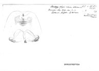 Odontopyge aloysiisabaudiae aberdarei
