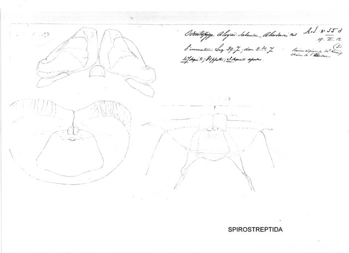 Odontopyge aloysiisabaudiae aberdarei