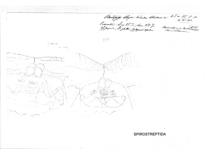 Odontopyge aloysiisabaudiae aberdarei