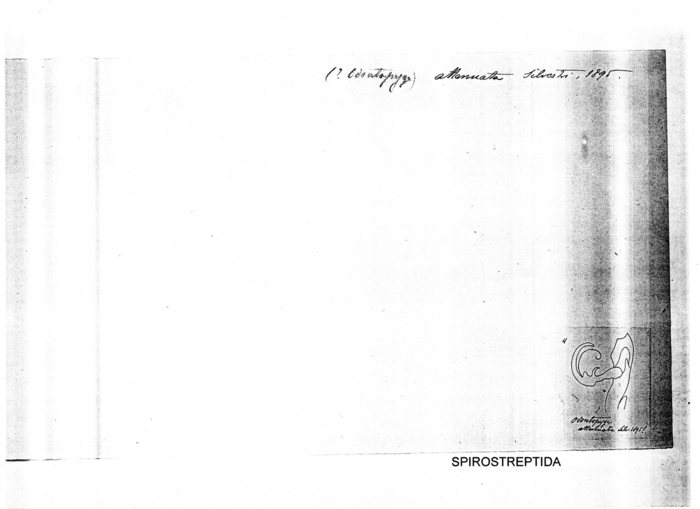 Odontopyge attenuata