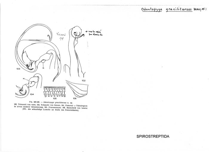 Odontopyge gracilitarsus