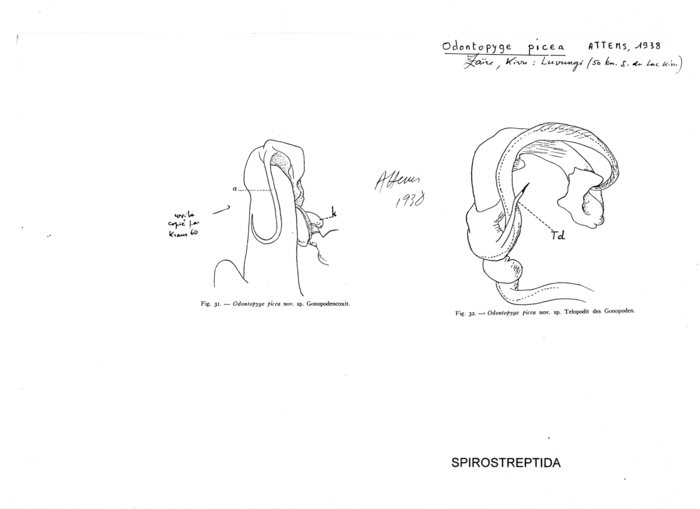 Odontopyge picea