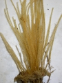 Hydrozoa (hydroids)