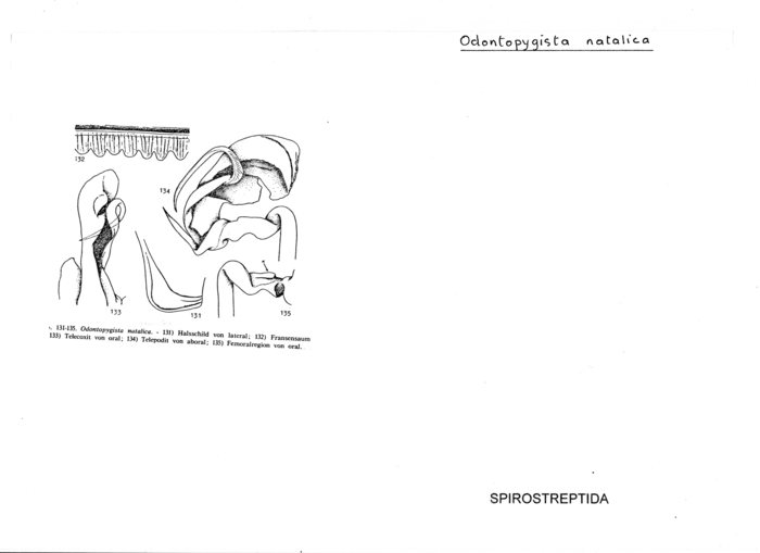 Odontopygista natalica