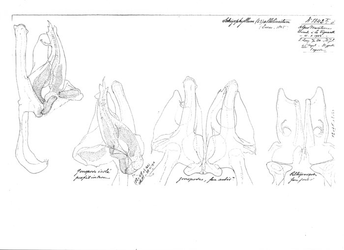 Ommatoiulus albolineatus