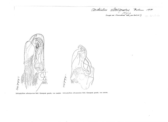 Ommatoiulus albosignatus