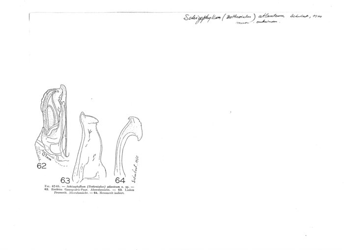 Ommatoiulus atlanteus