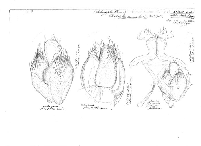 Ommatoiulus aumalensis