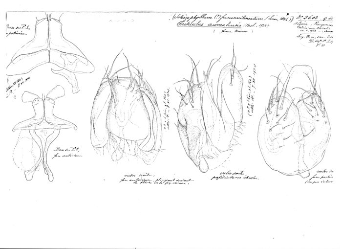 Ommatoiulus aumalensis