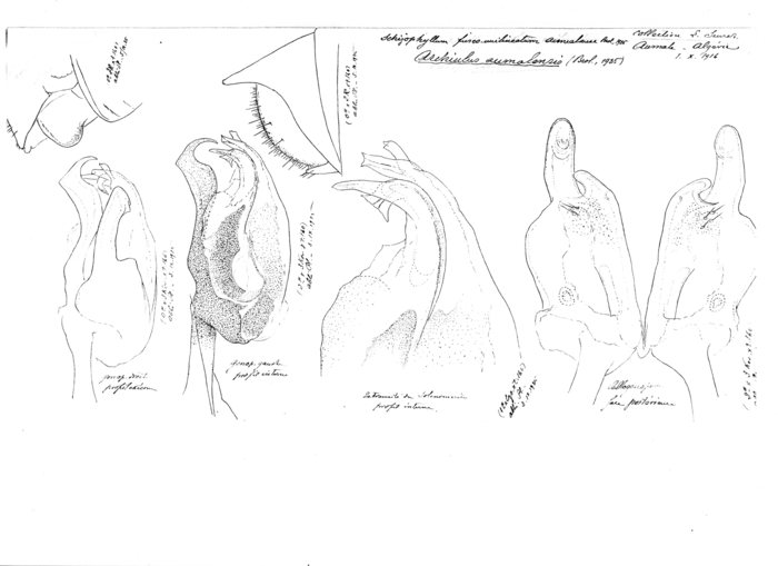 Ommatoiulus aumalensis