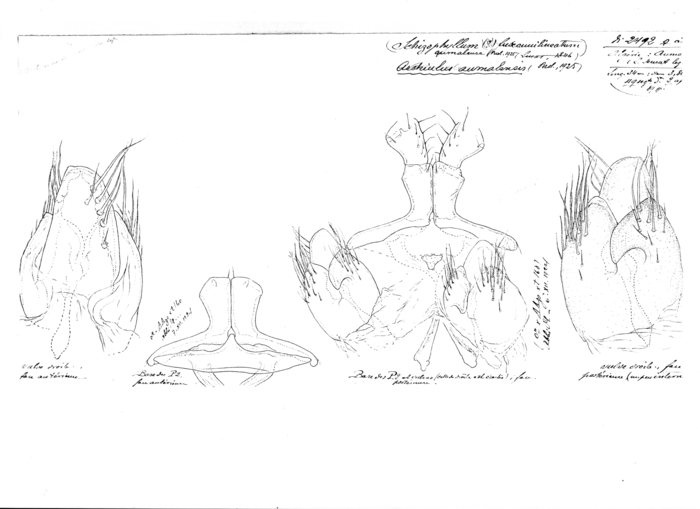 Ommatoiulus aumalensis