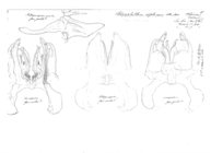 Ommatoiulus diplurus