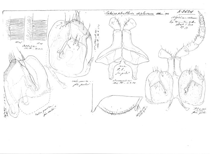Ommatoiulus diplurus