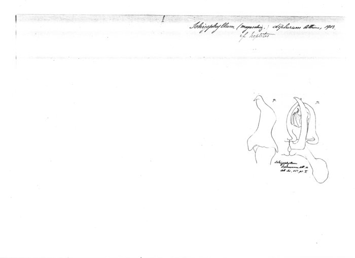 Ommatoiulus diplurus